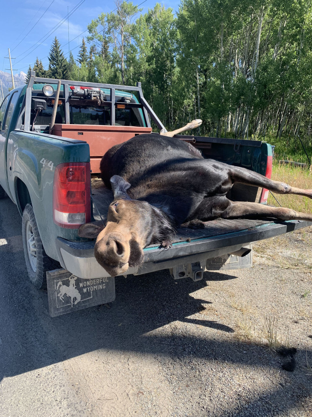 Dead moose
